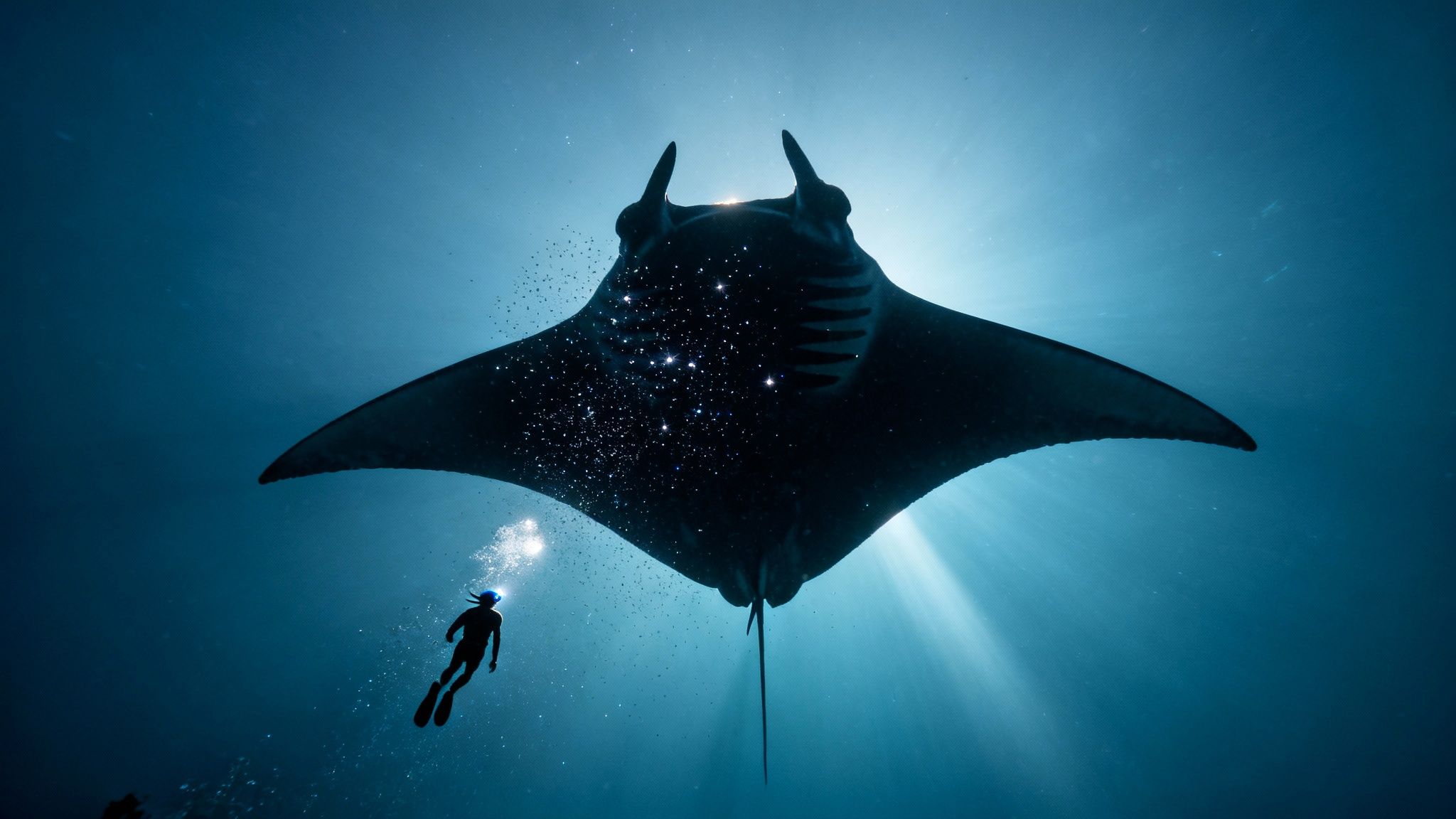Manta rays feeding under lights