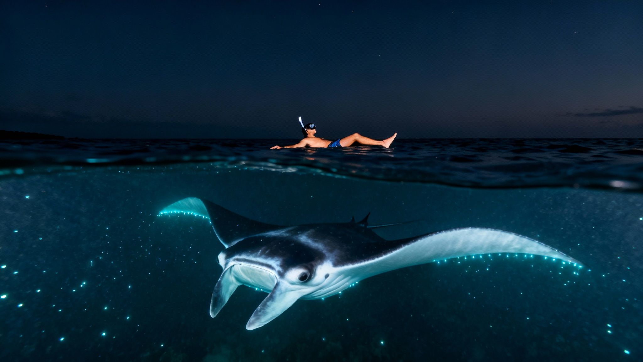 Split image of a person snorkeling above a bioluminescent manta ray at night.