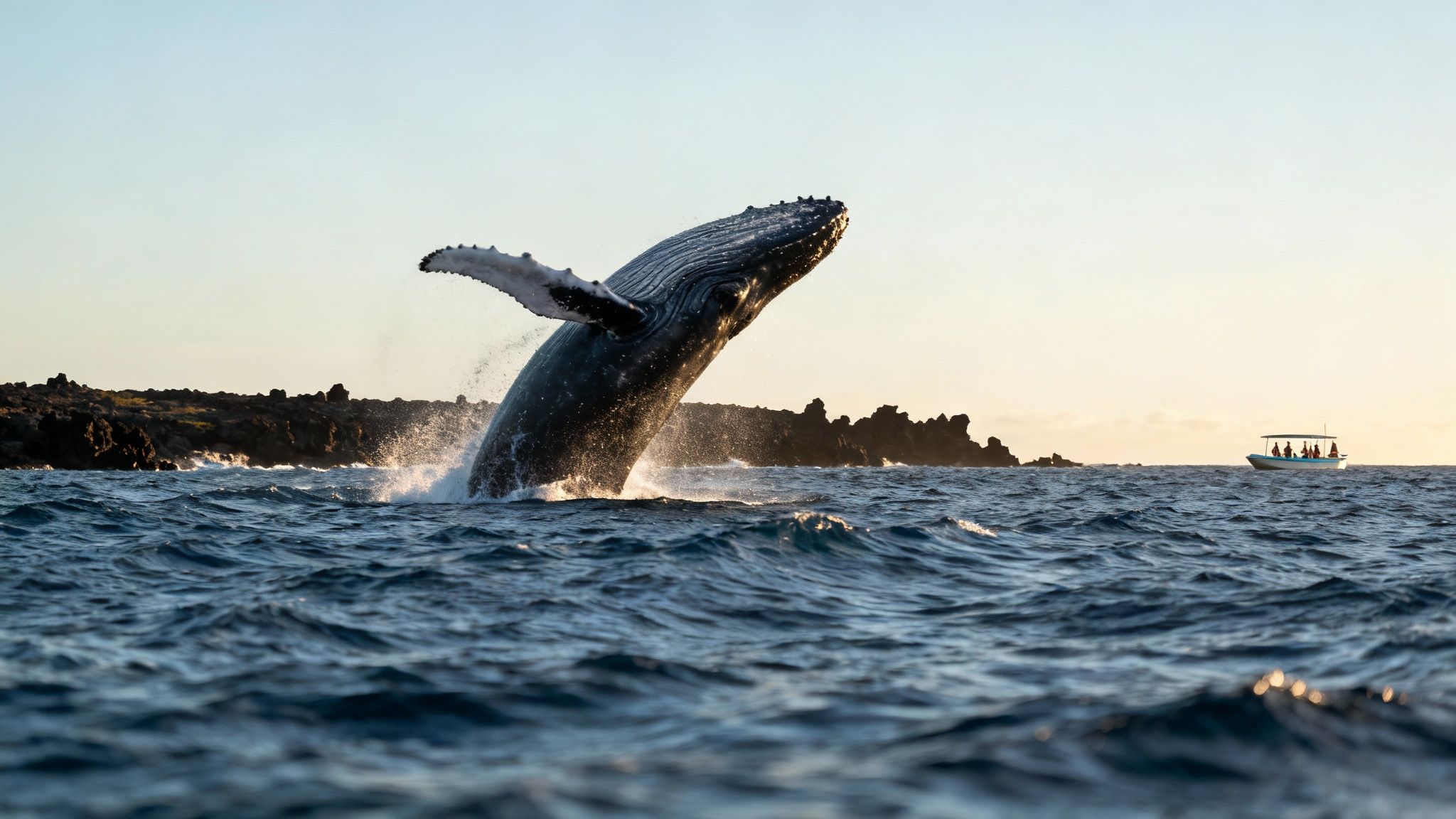 Humpback whale breaching near rocky coastline with tour boat observing in distance