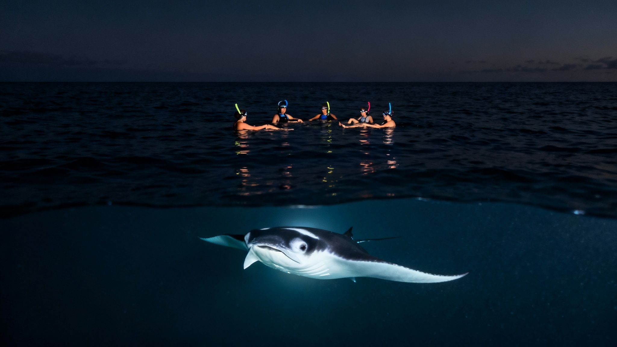 Graceful manta ray gliding through the ocean at night