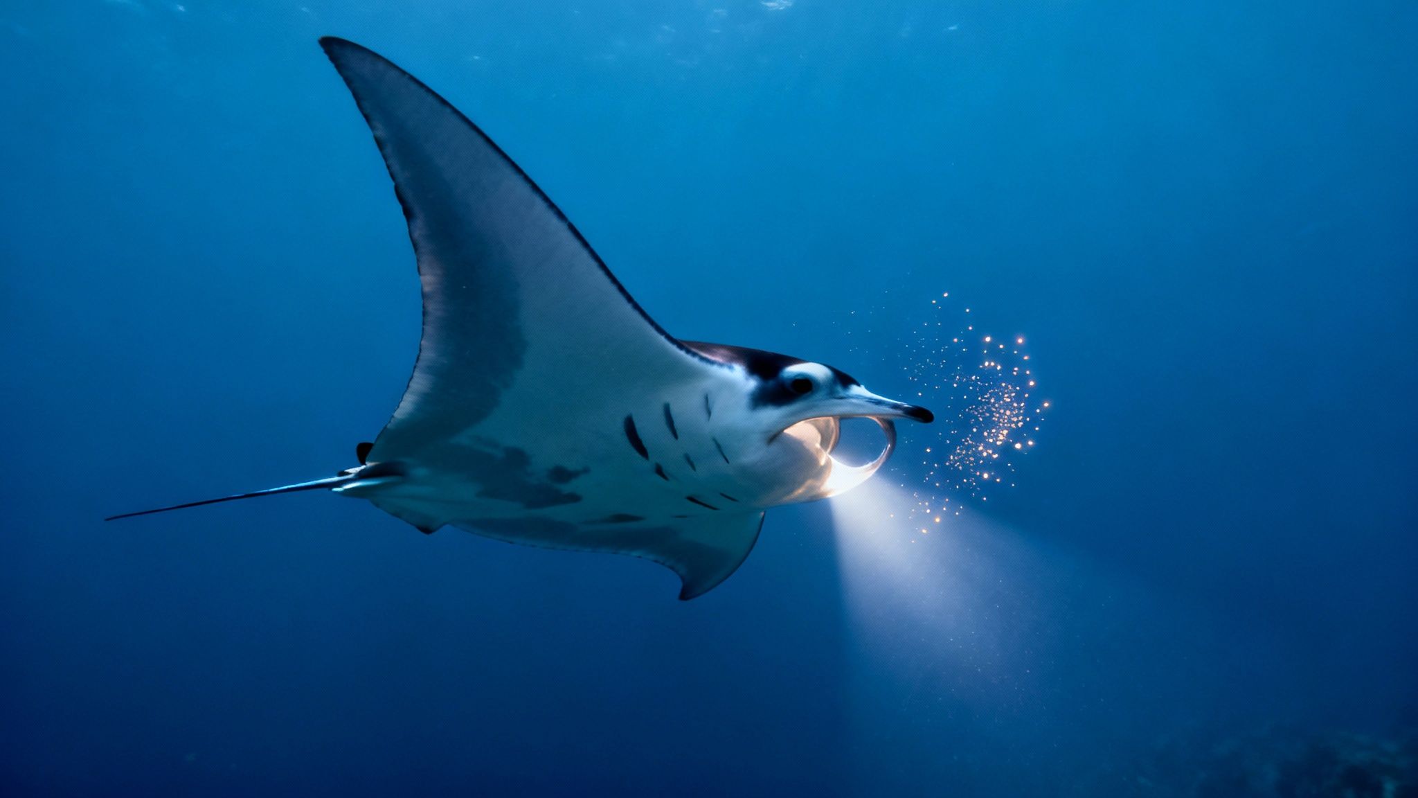 A manta ray swims in dark blue water, emitting a bright light from its mouth, illuminating particles.