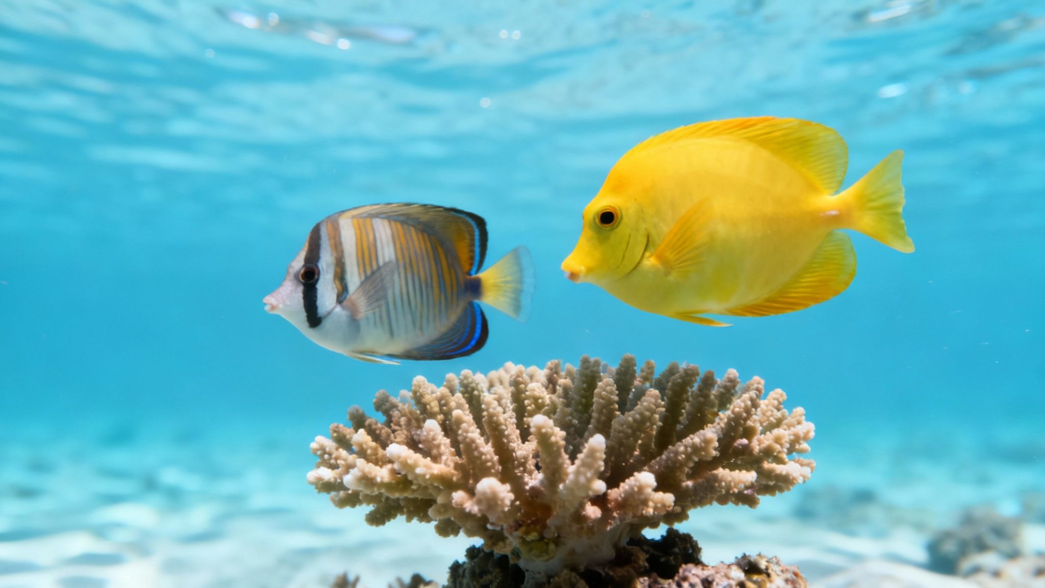 A vibrant underwater scene with a sea turtle swimming over a coral reef.