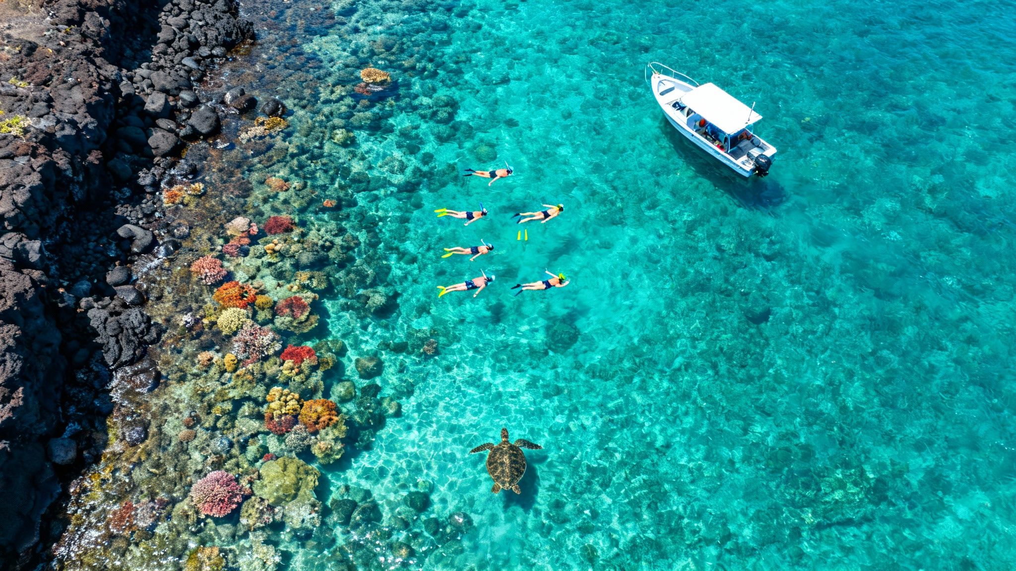 Aerial view of people snorkeling with a sea turtle among vibrant coral reefs near a boat and rocky coast.