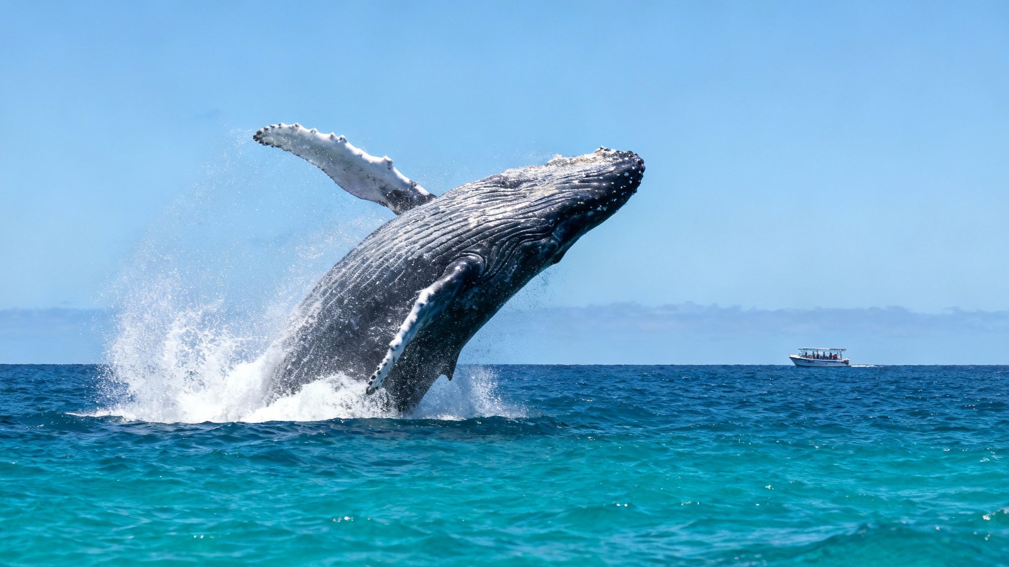 Humpback whale breaching out of turquoise ocean water near Kona whale watching tour boat