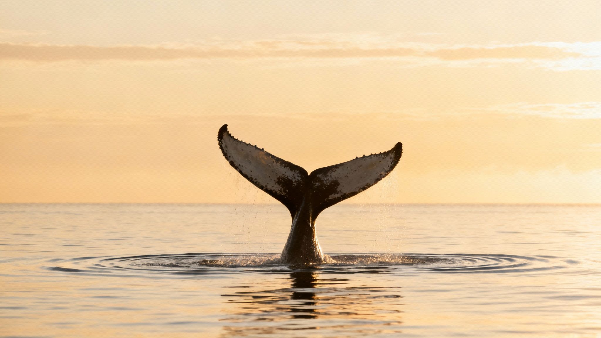 A mother humpback whale and her calf swimming together in the clear blue waters of the Big Island.
