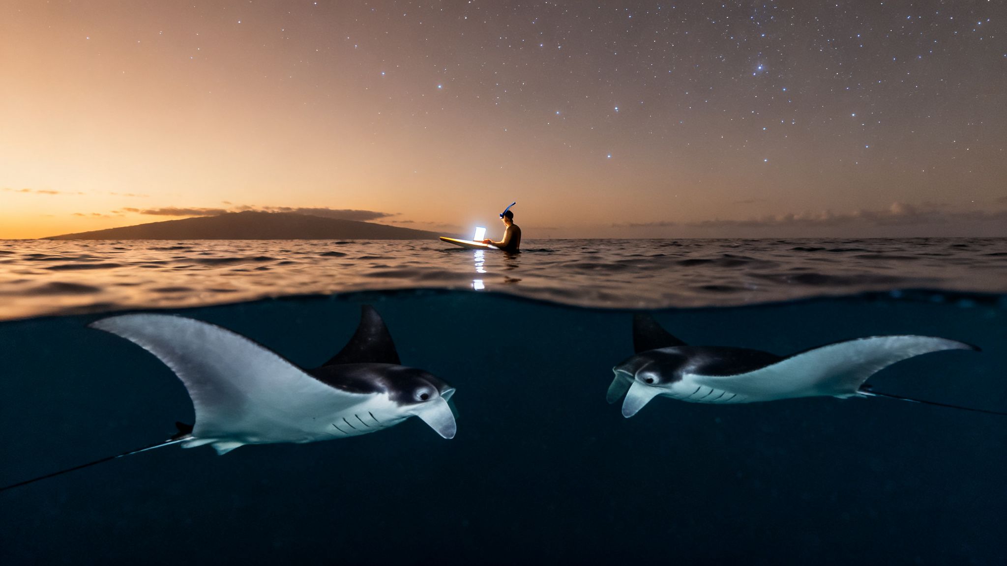 Split view: person on surfboard with glowing laptop under starry sky, two manta rays underwater.