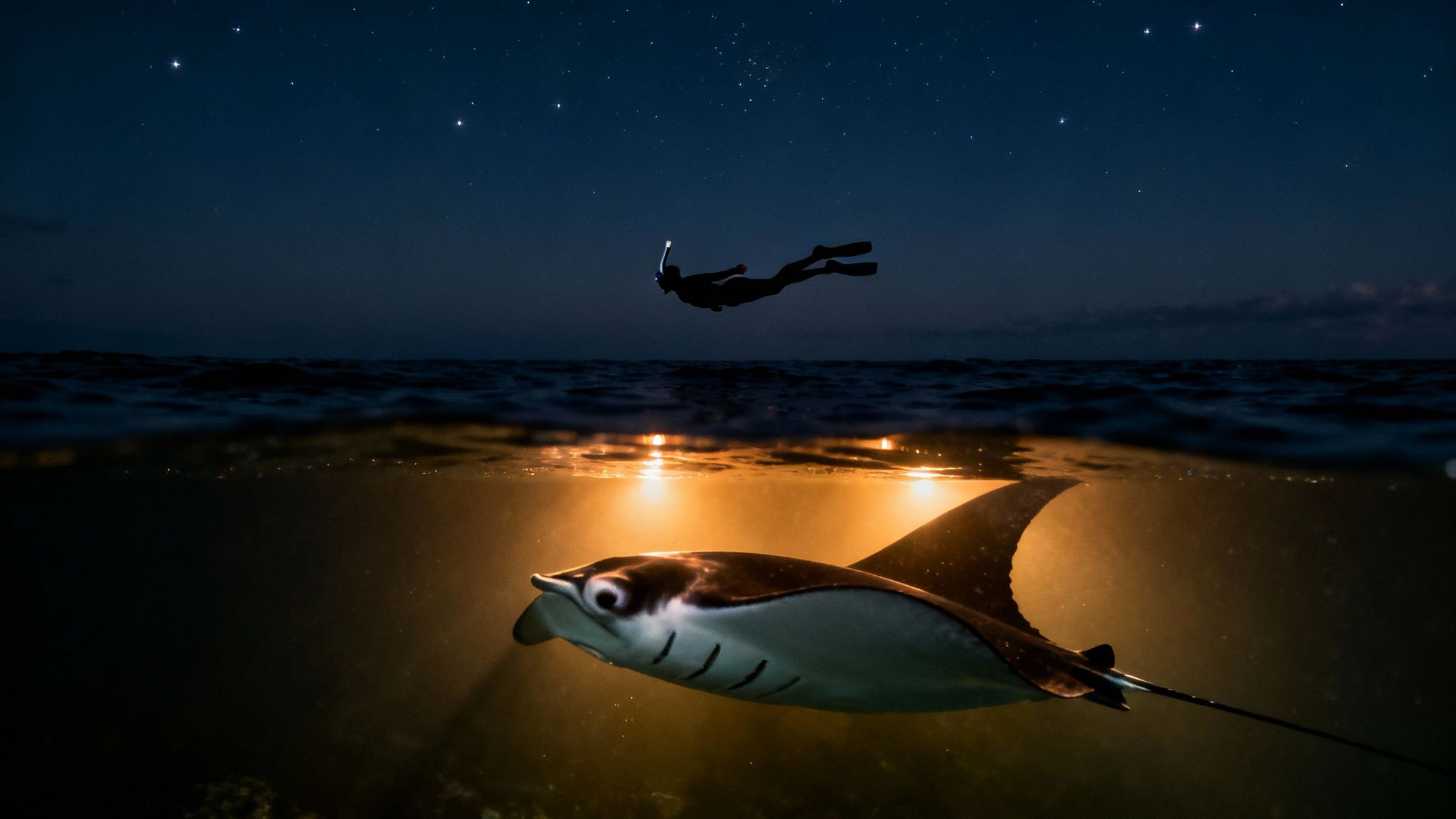 A diver with a headlamp snorkels under a starry night sky while a manta ray swims below, illuminated.