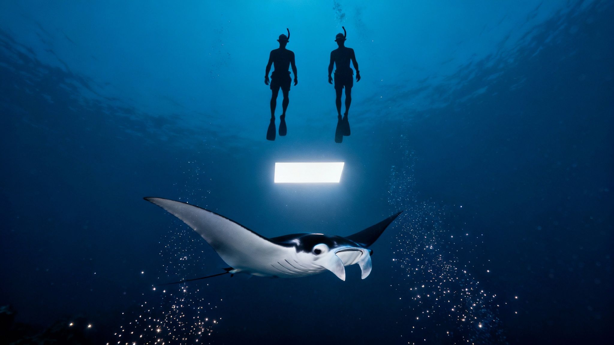 Two divers and a majestic manta ray swim under a glowing light in the deep blue ocean.