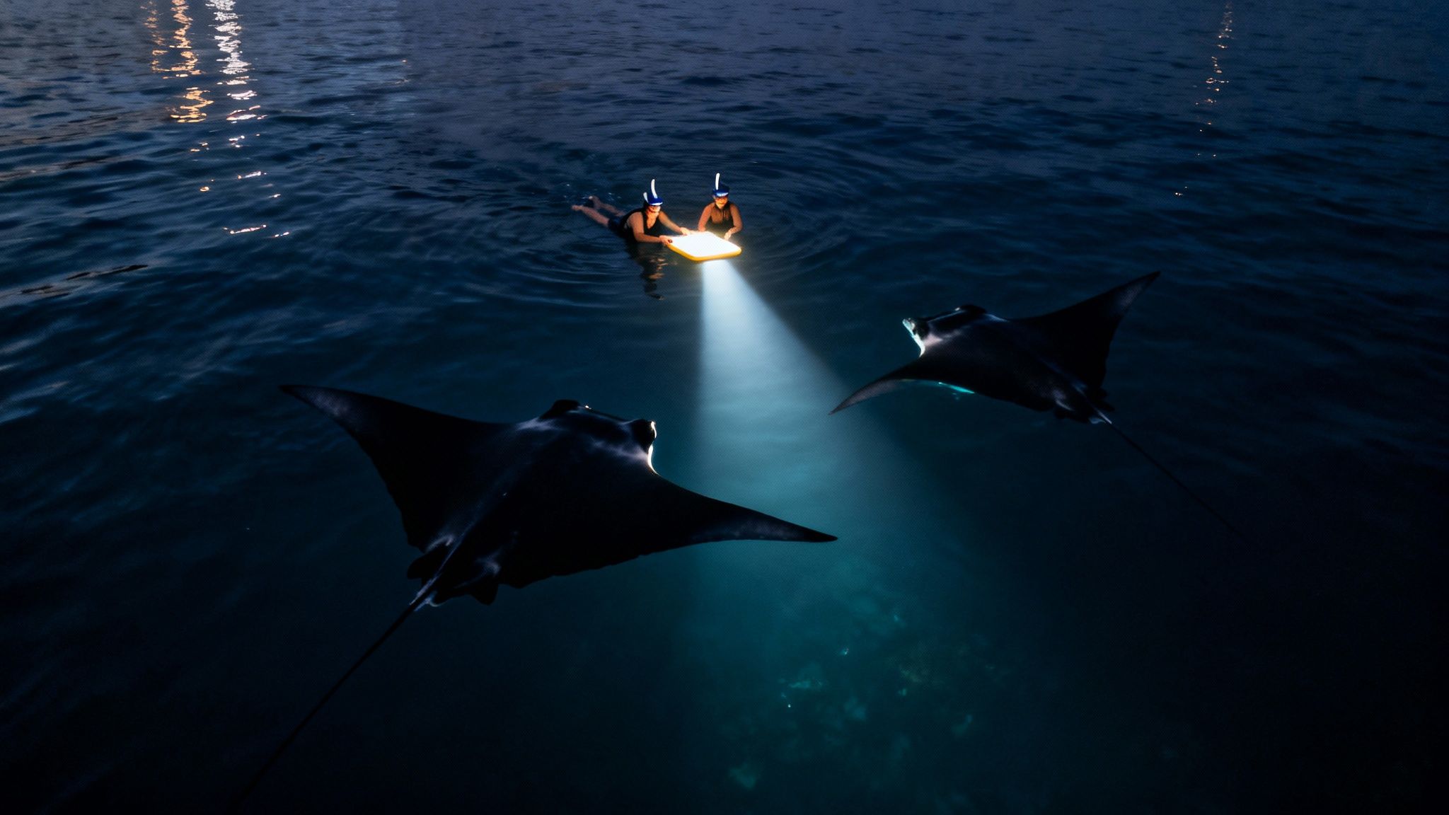 Two snorkelers hold a lighted board, attracting two manta rays in dark ocean water at night.