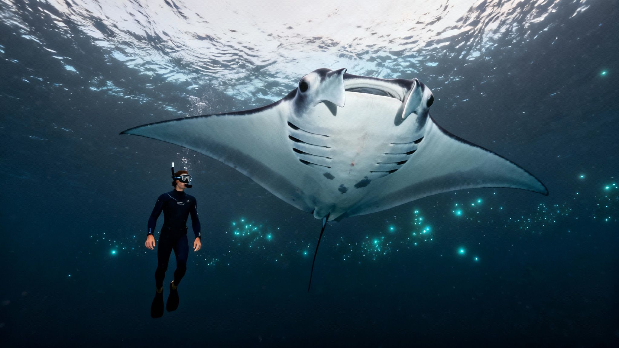 A free-diver in a wetsuit swims closely with a large manta ray underwater.