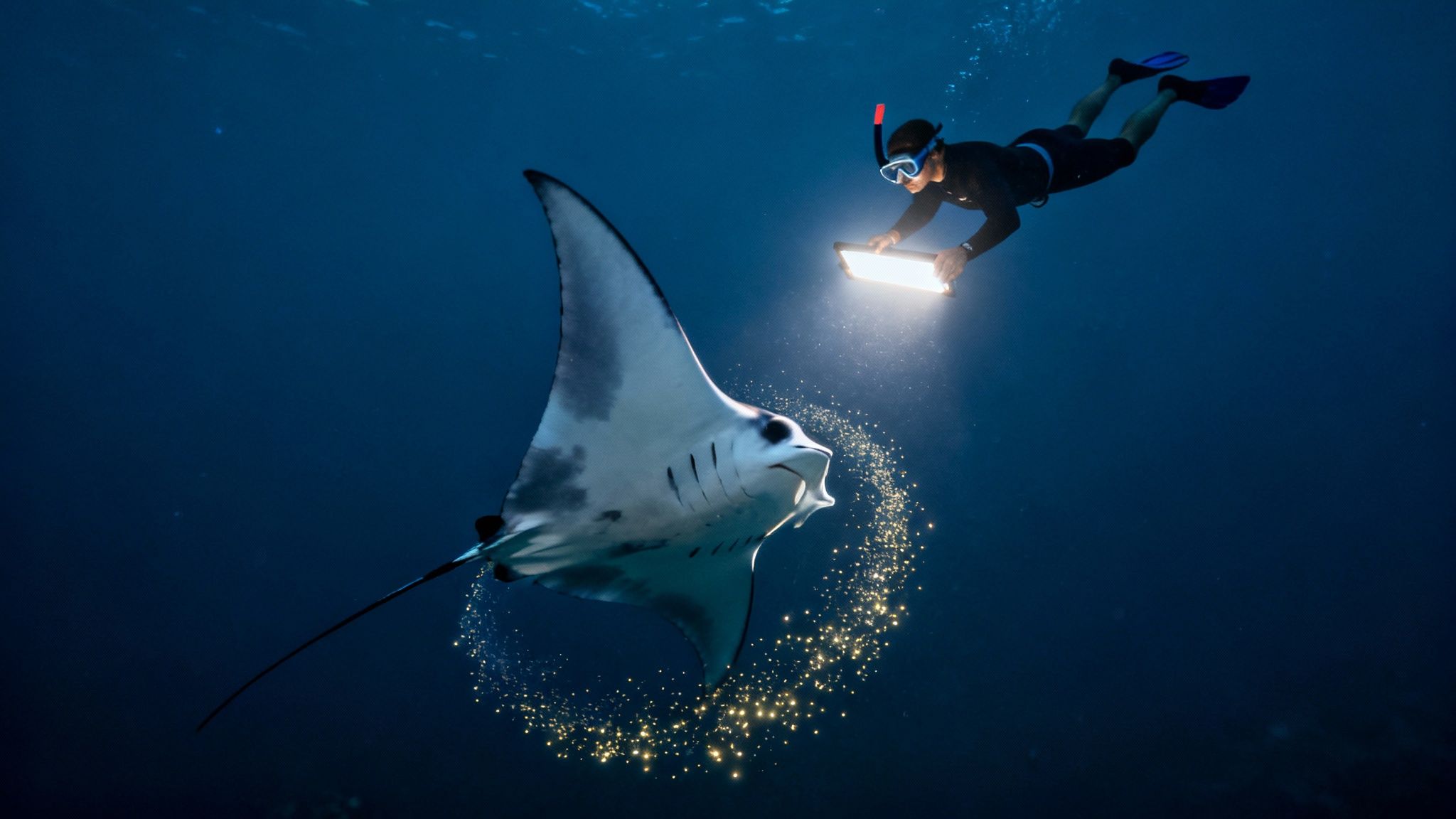 Snorkelers holding onto a light board as a manta ray swims just below them.