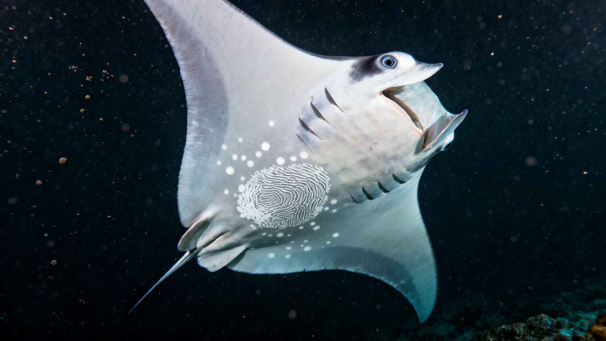 A majestic manta ray with a unique fingerprint pattern and white spots swims in dark ocean.