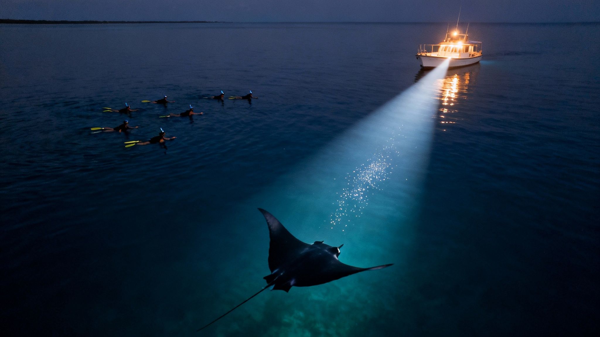 Group of snorkelers observe a majestic manta ray under a boat&#39;s spotlight at night.