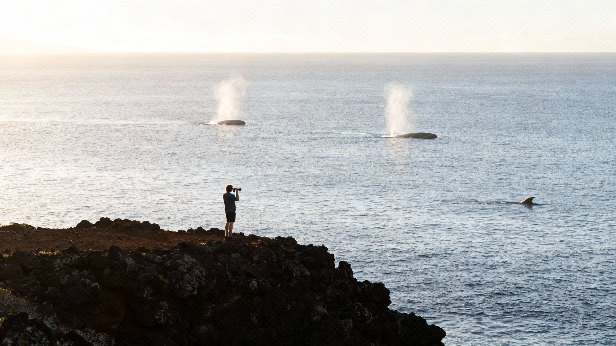 A person on a rocky cliff photographs whales spouting water in the ocean during sunset.