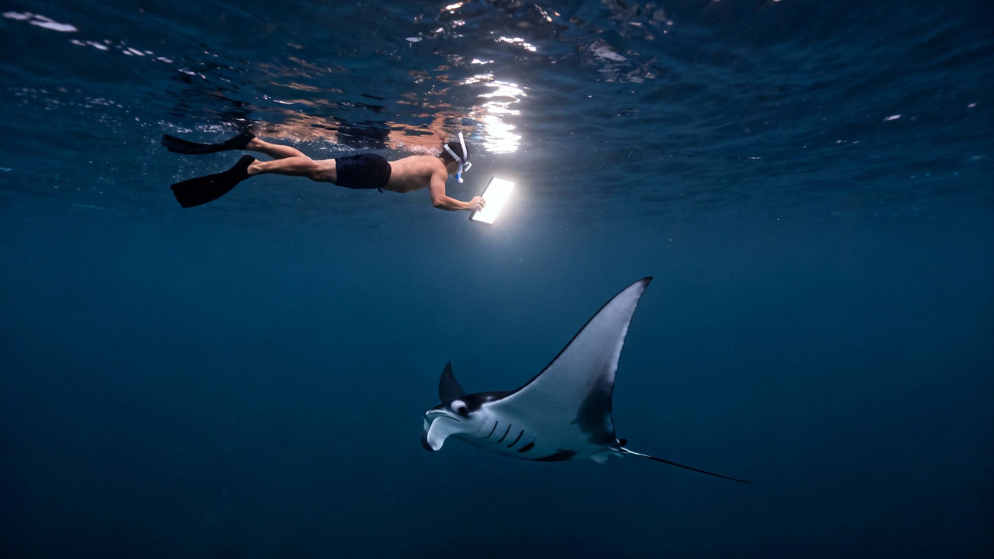 A snorkeler with fins and mask holds a glowing light above a majestic manta ray in dark blue ocean water.