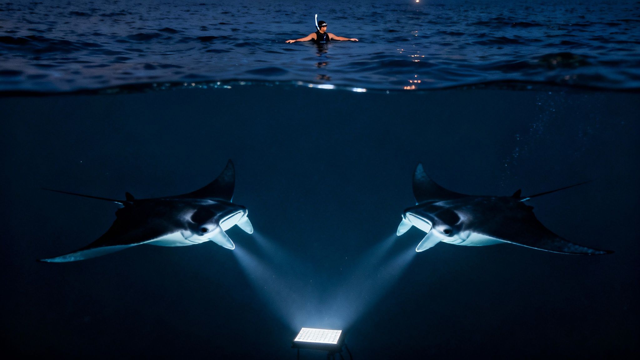 A person snorkeling at night above two manta rays illuminated by an underwater light.