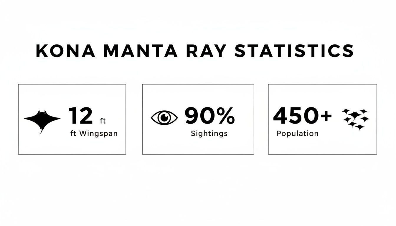 Kona Manta Ray Statistics showing 12 ft wingspan, 90% sightings, and 450+ population.