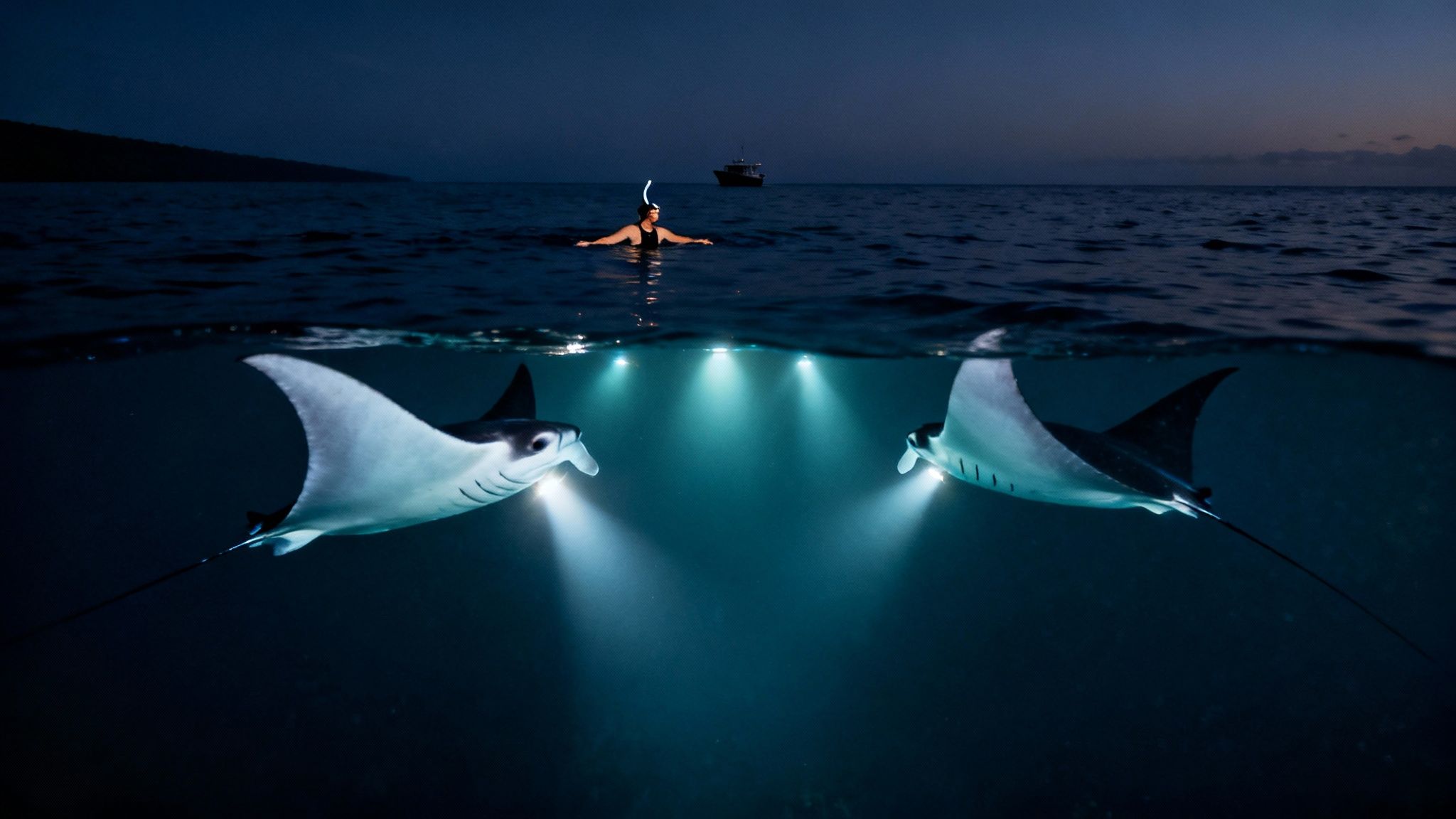 Stunning split shot of a person snorkeling with two manta rays at night.
