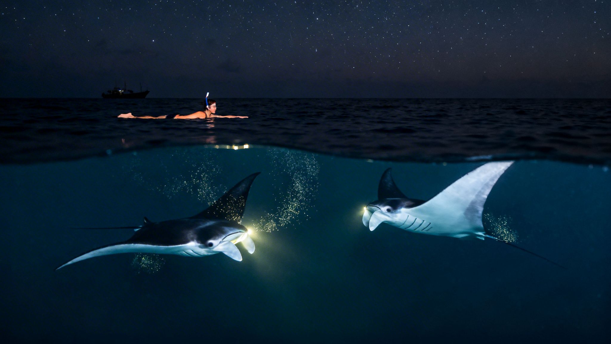 Night snorkeling with manta rays, a person watches two glowing rays under a star-filled sky.