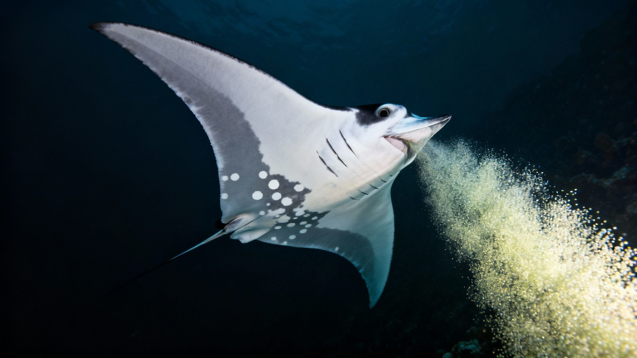 A majestic manta ray swimming underwater, releasing a cloud of bioluminescent particles from its mouth.