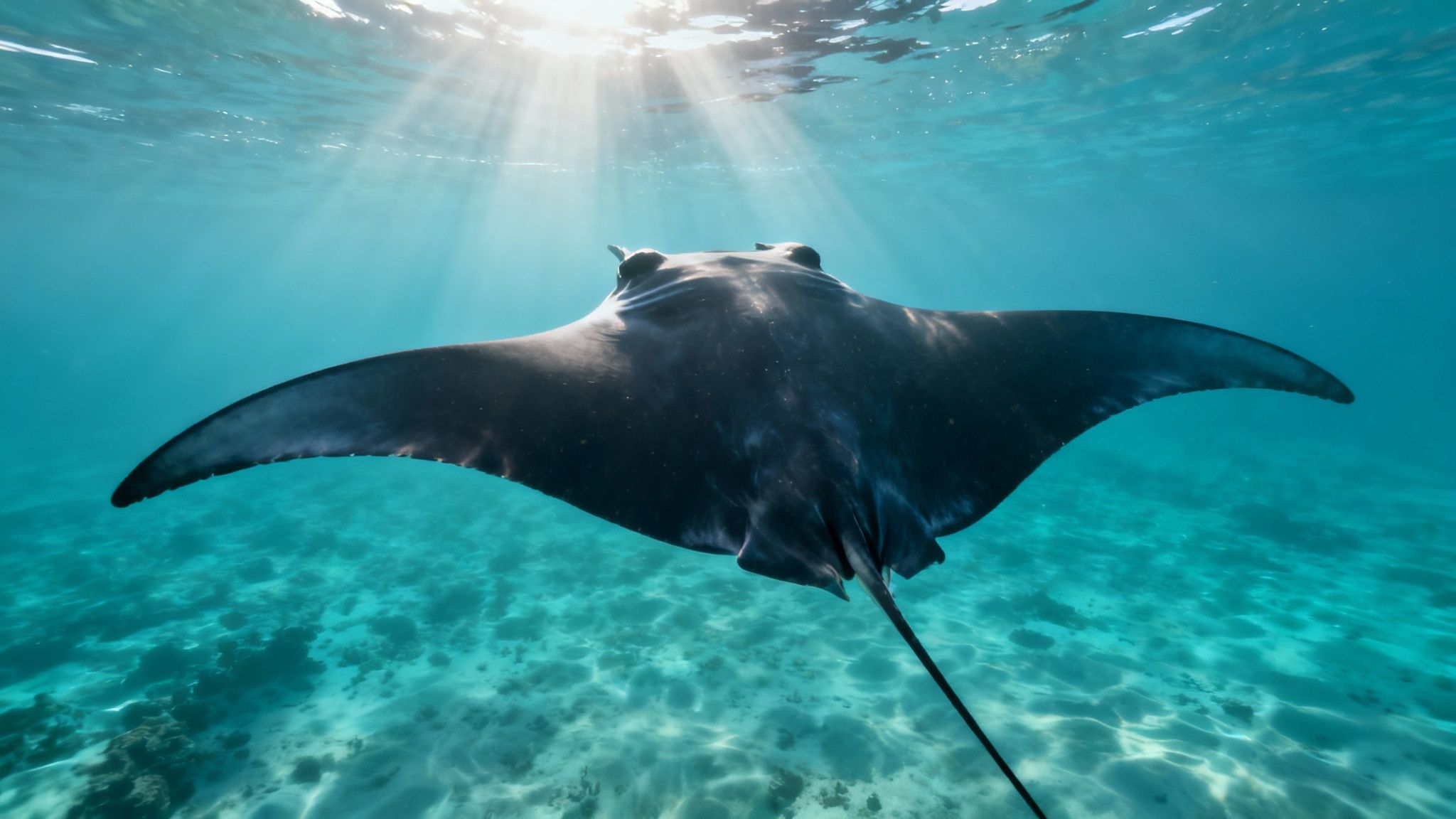 Manta Rays Can Leap Up to 6 Feet Out of the Water