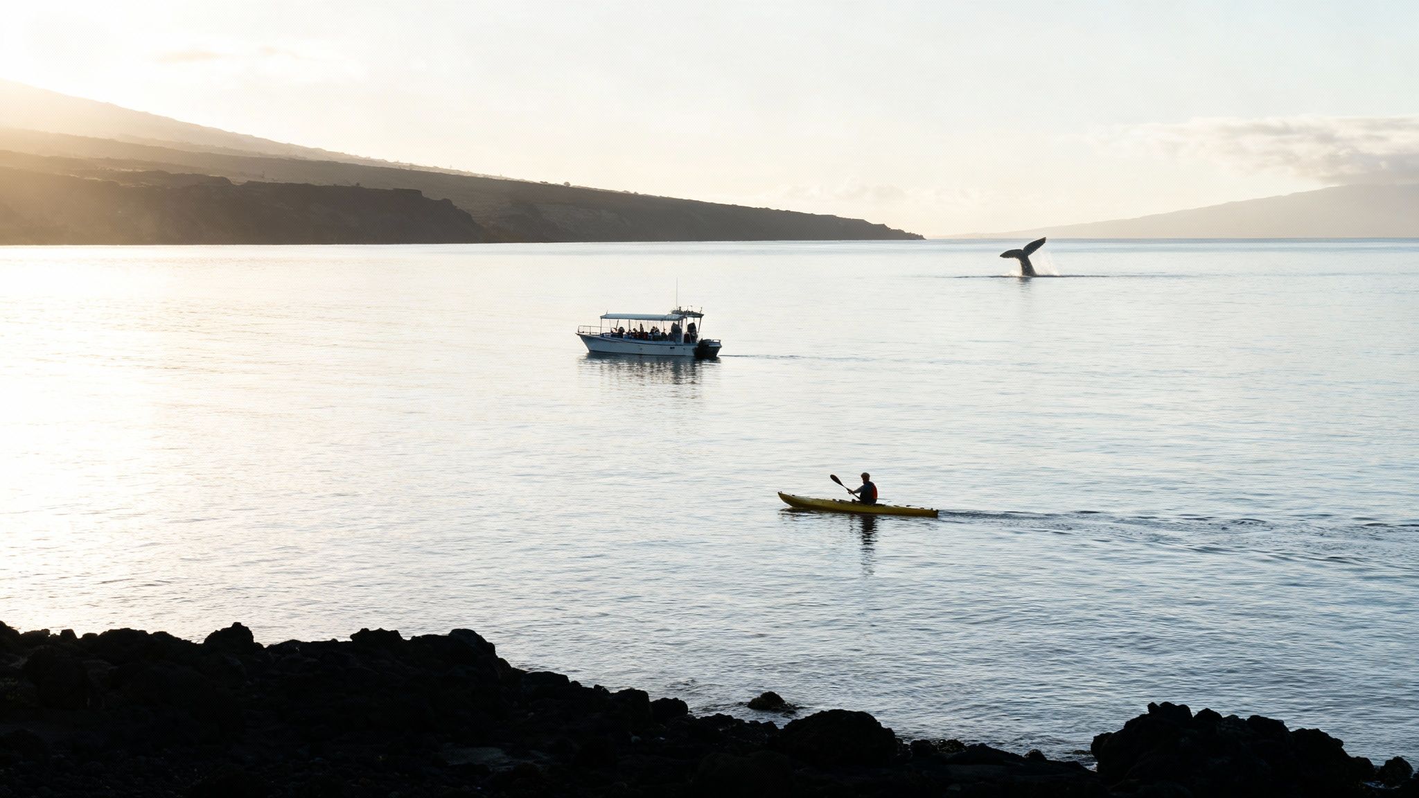 Front Row Whale Watching at Puako Bay