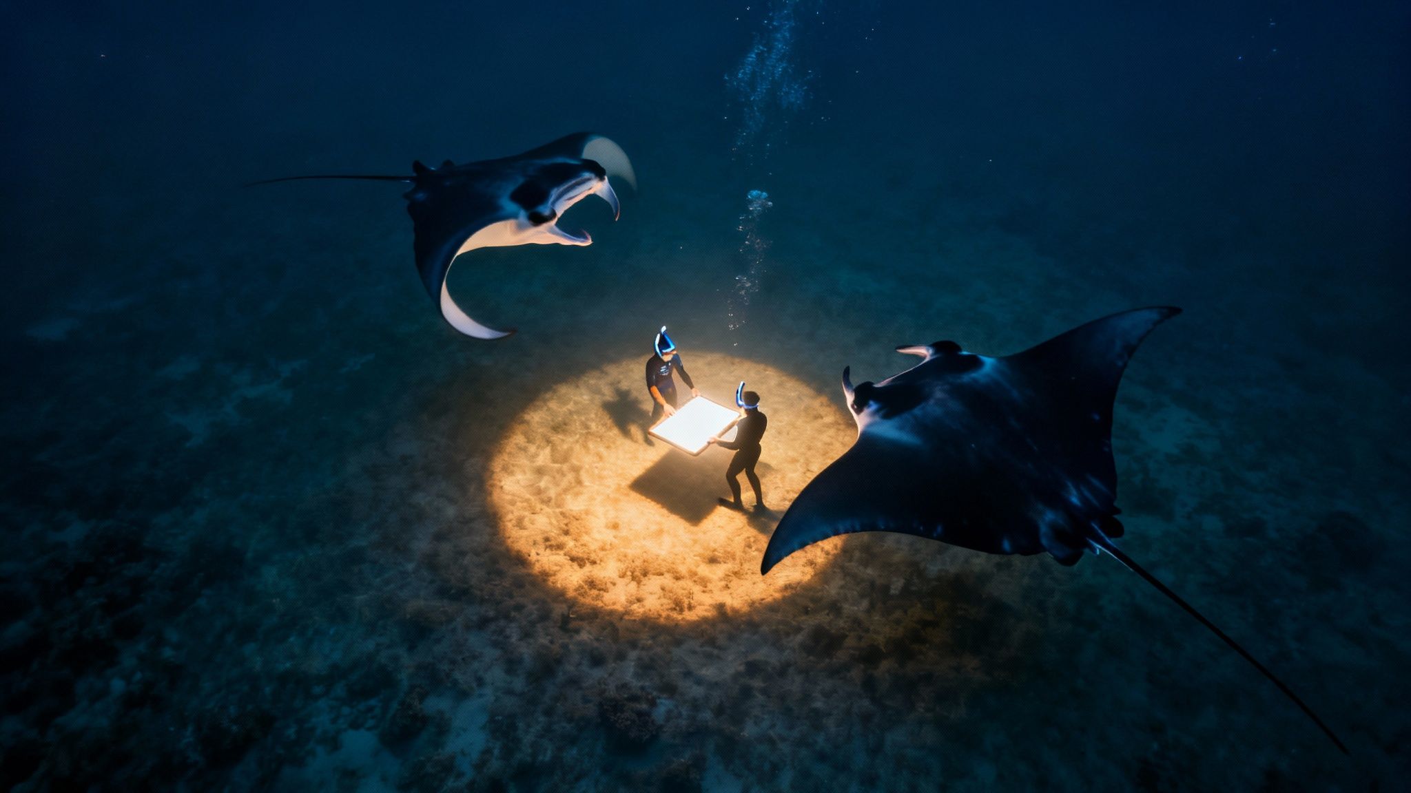 Snorkelers holding onto a light board at night, watching a large manta ray below them.