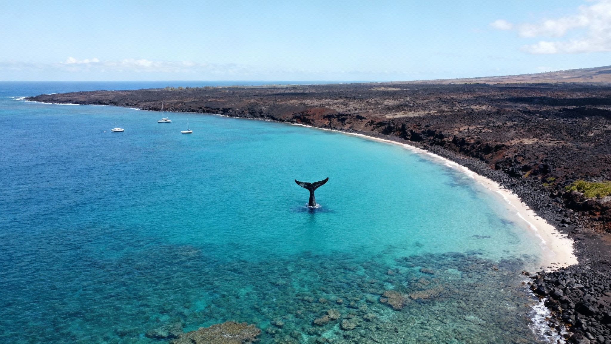 Aerial view of a whale's tail in turquoise ocean water near a volcanic coastline and boats.