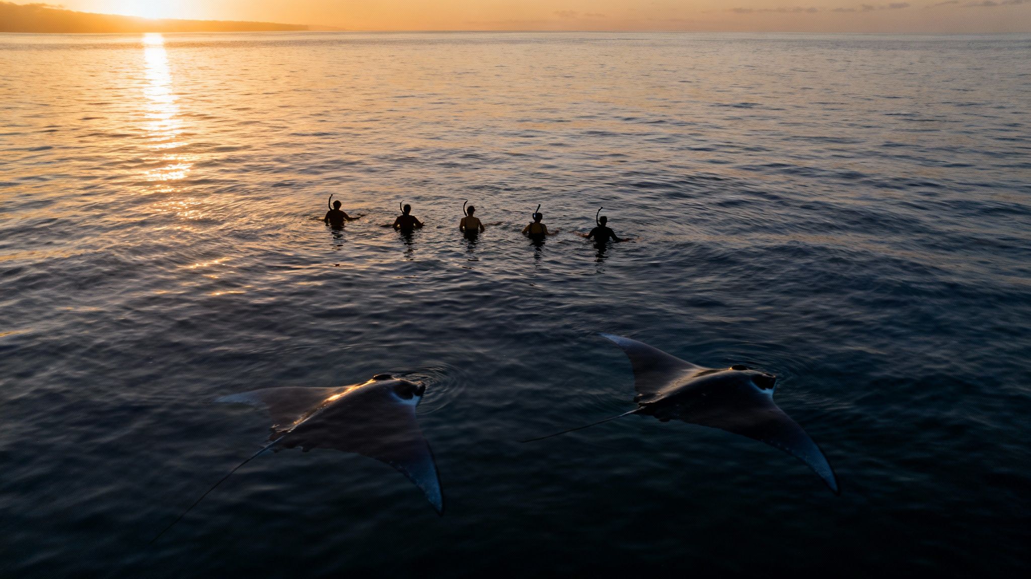 Five snorkelers observe two majestic manta rays swimming in the ocean at sunset.