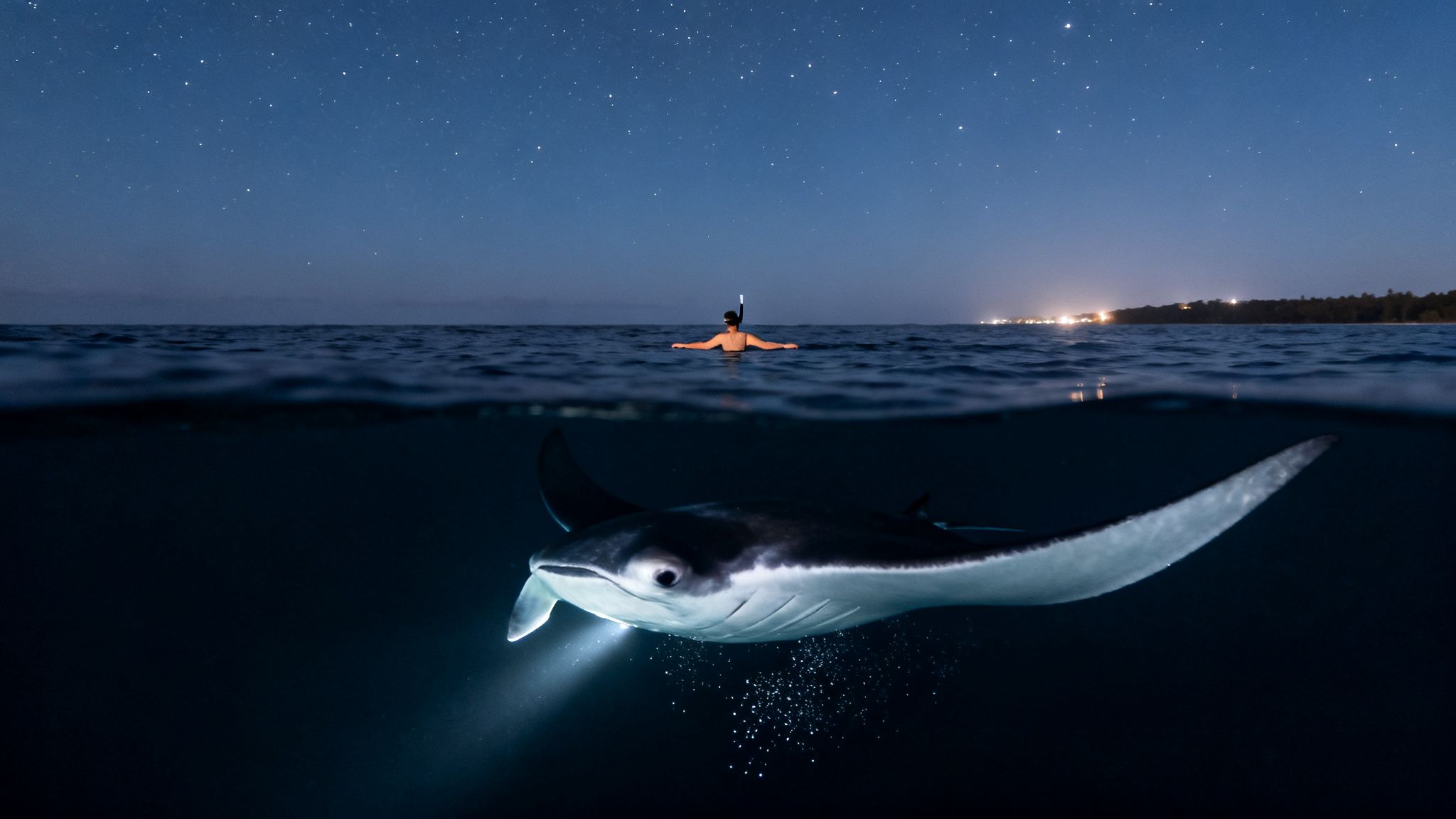 A split image captures a snorkeler observing a glowing manta ray beneath a starry night sky.