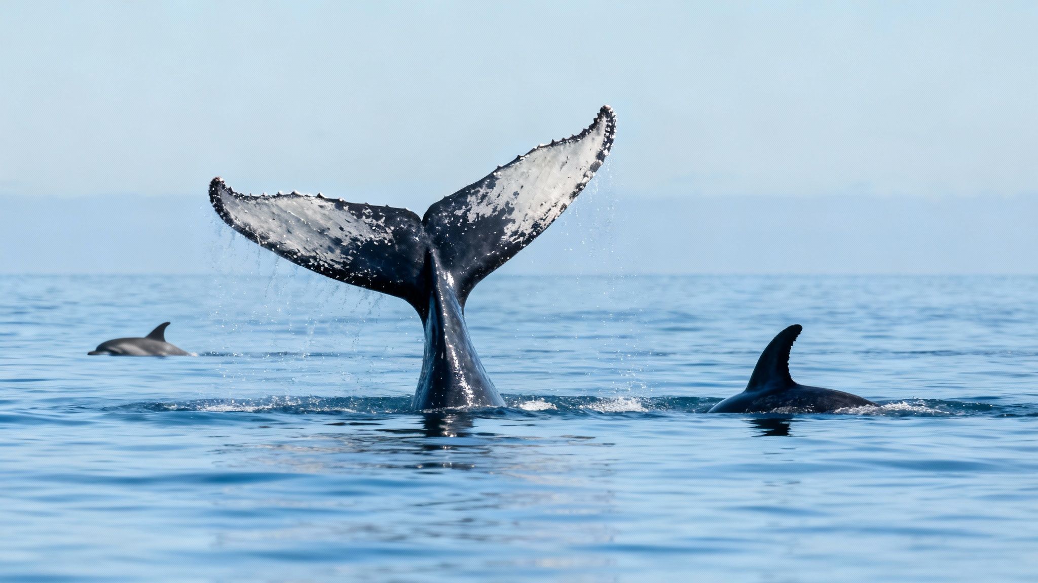 A humpback whale gracefully lifts its massive fluke tail out of the water before a deep dive, with the Kona coastline visible in the background.