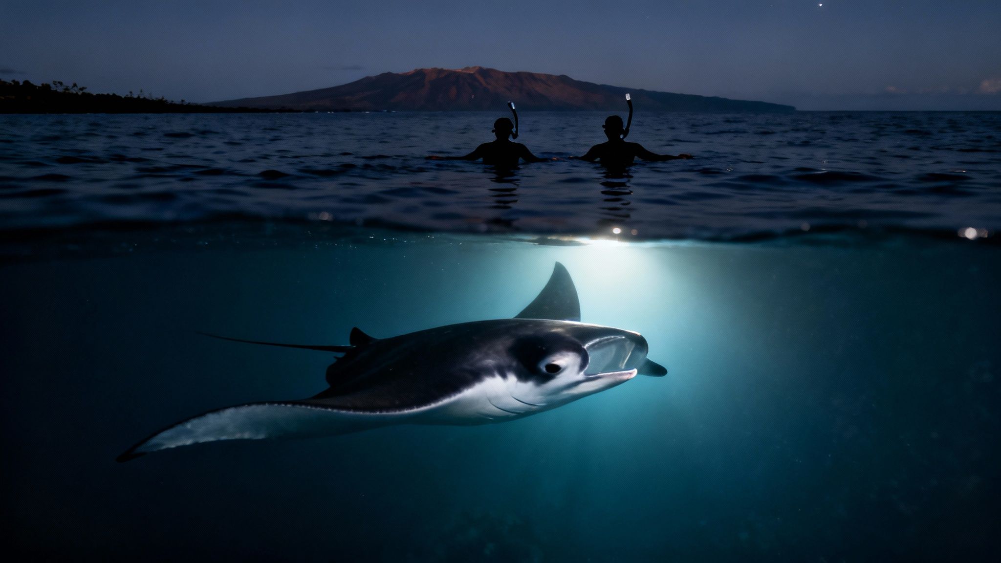 Night view of two snorkelers observing a beautiful manta ray illuminated underwater near an island.