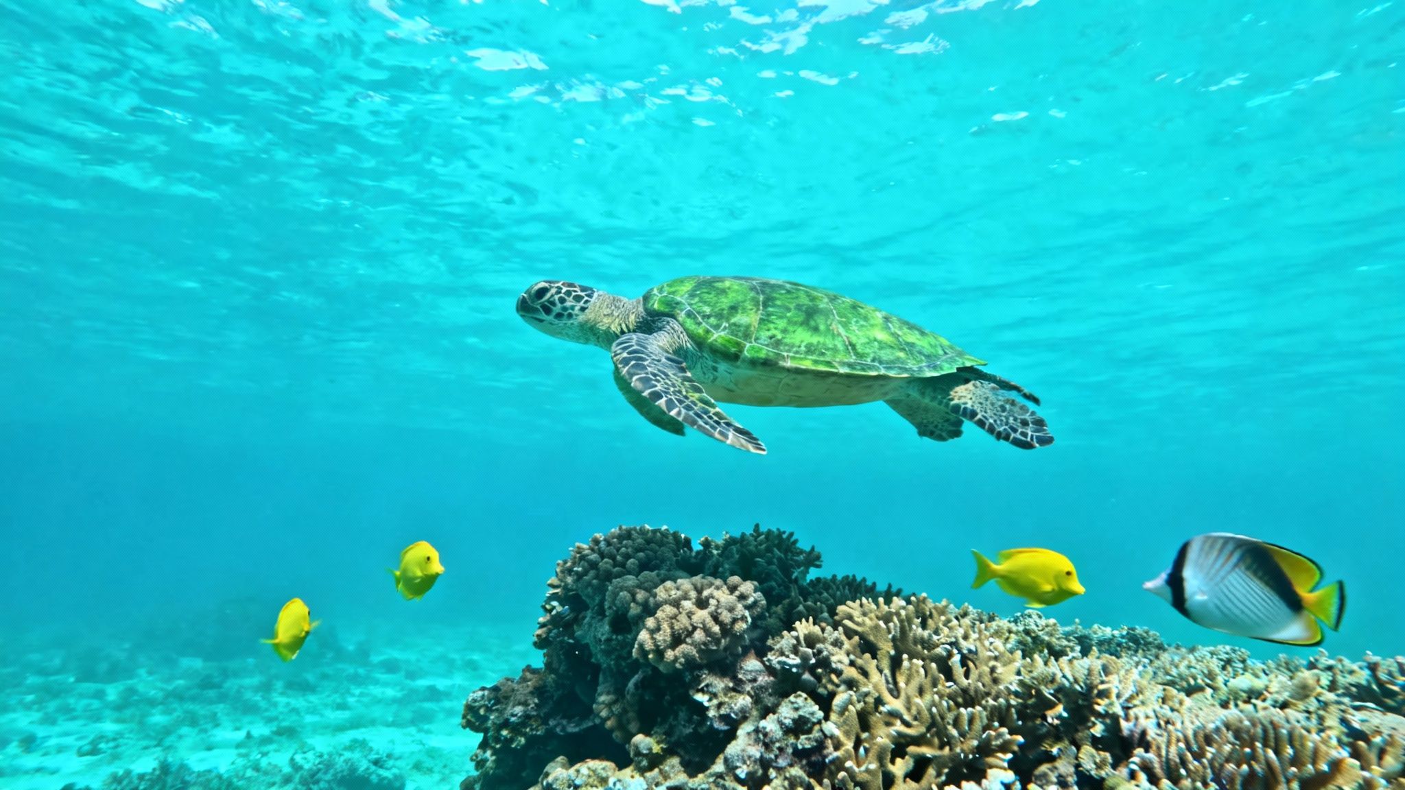 A vibrant green sea turtle swims gracefully above a colorful coral reef with tropical fish in clear blue ocean.