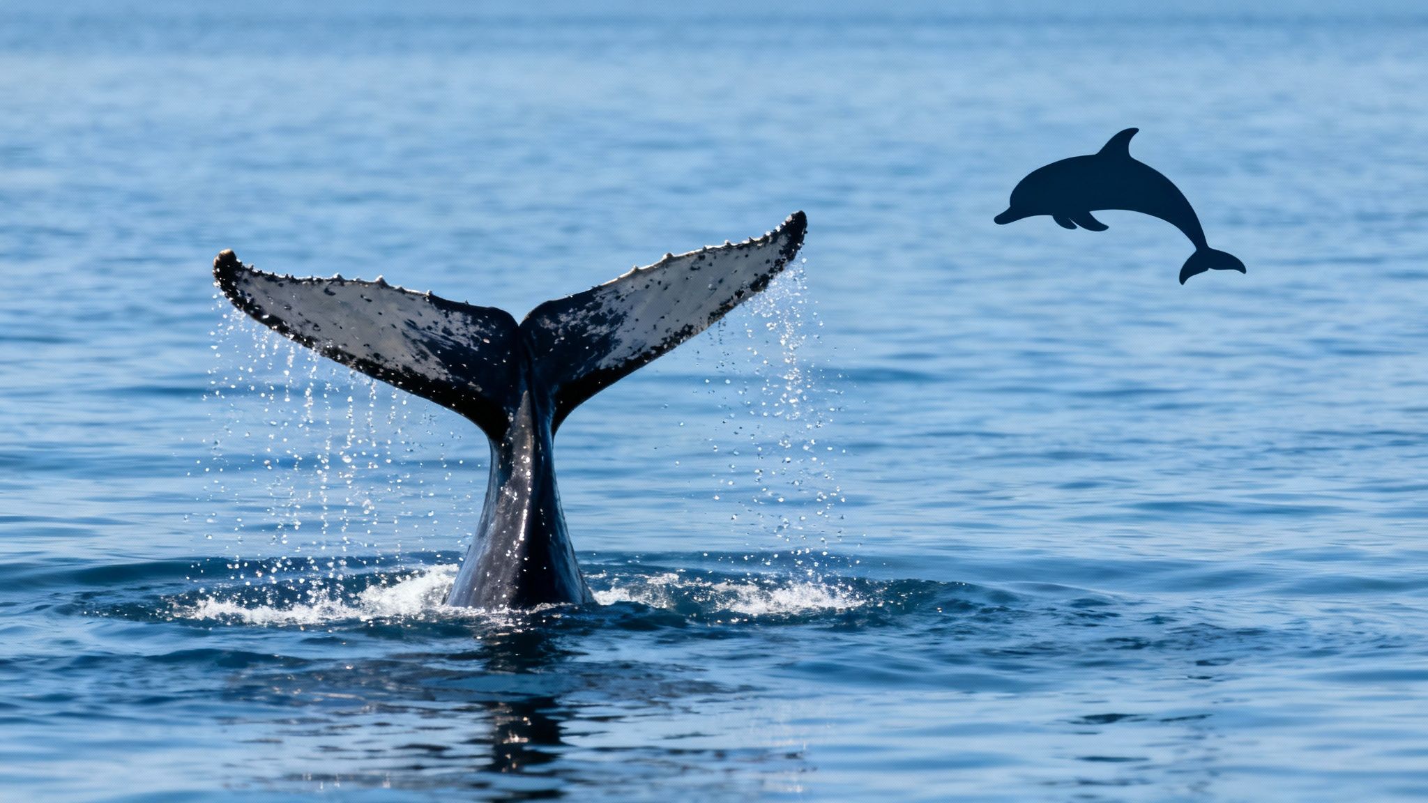 Humpback whale tail fluke breaking surface with dolphin jumping in background during Kailua Kona tour