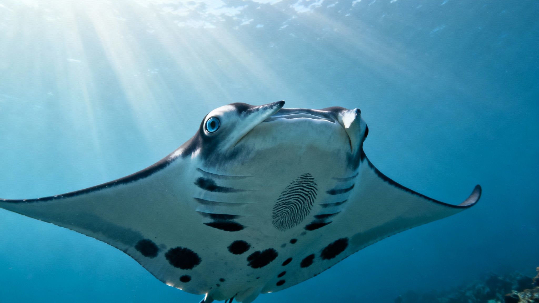 Majestic manta ray gliding gracefully through crystal clear blue ocean waters underwater