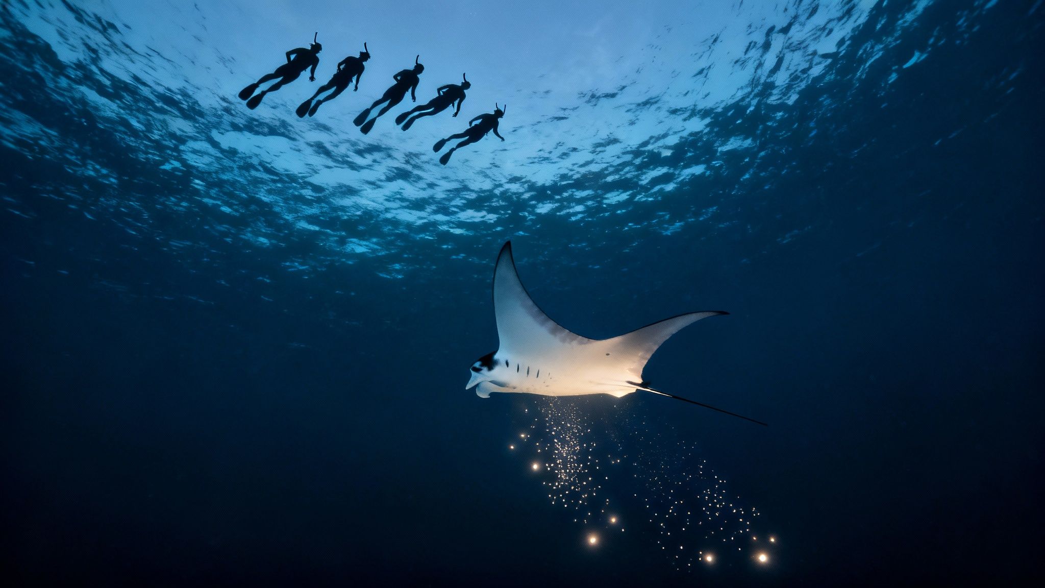 Five snorkelers observe a beautiful manta ray releasing glowing particles in the deep blue sea.