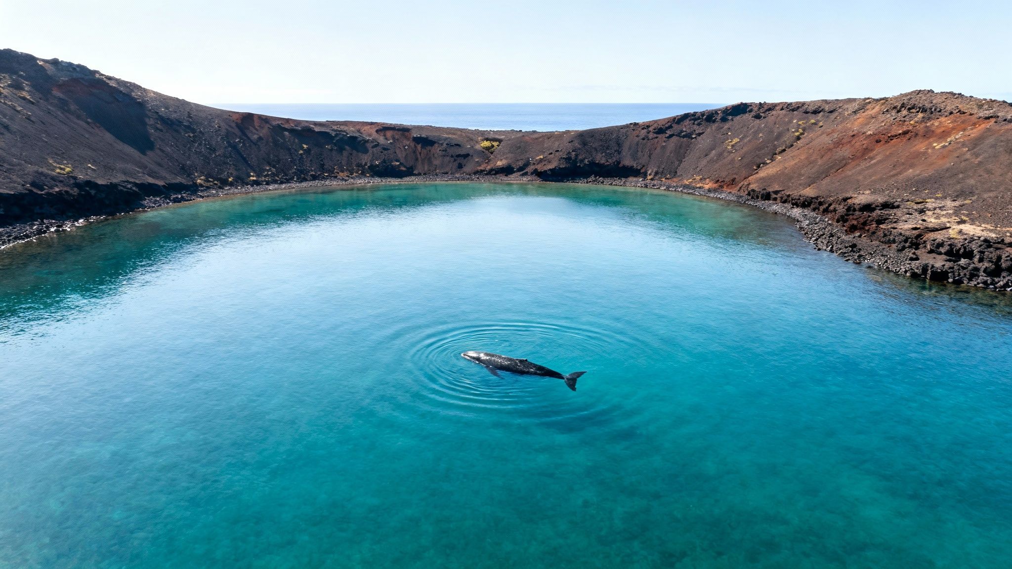 Aerial view of a whale swimming in a clear turquoise volcanic lagoon, surrounded by rugged cliffs.