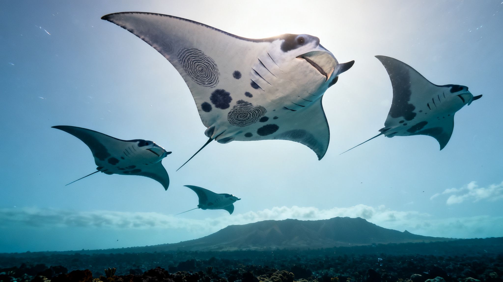 Multiple manta rays swim gracefully underwater, illuminated by sunlight, with a distant island visible.