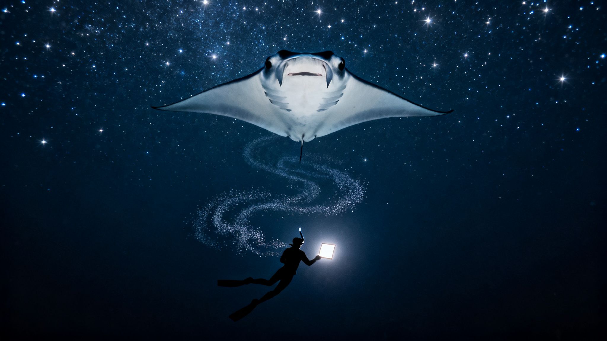 Manta Ray Kona Night Snorkel The Ultimate Guide