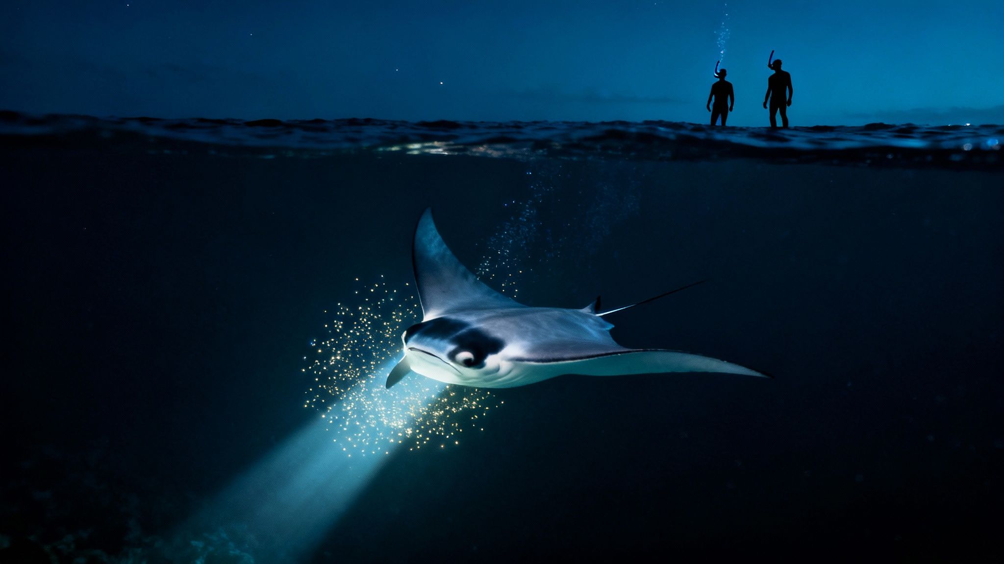 Two snorkelers observe a bioluminescent manta ray underwater at night.