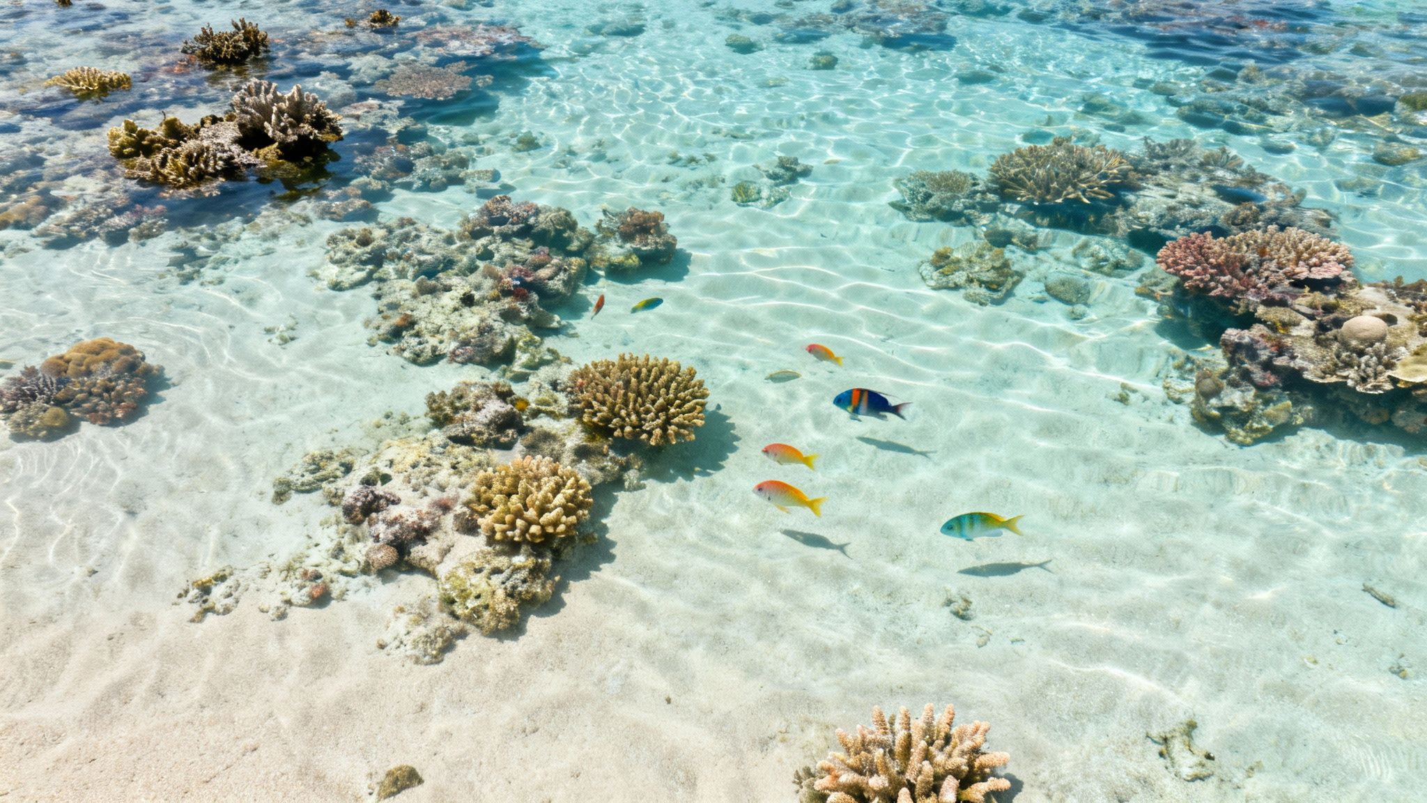 Colorful tropical fish swim over a vibrant coral reef in clear, shallow turquoise water.