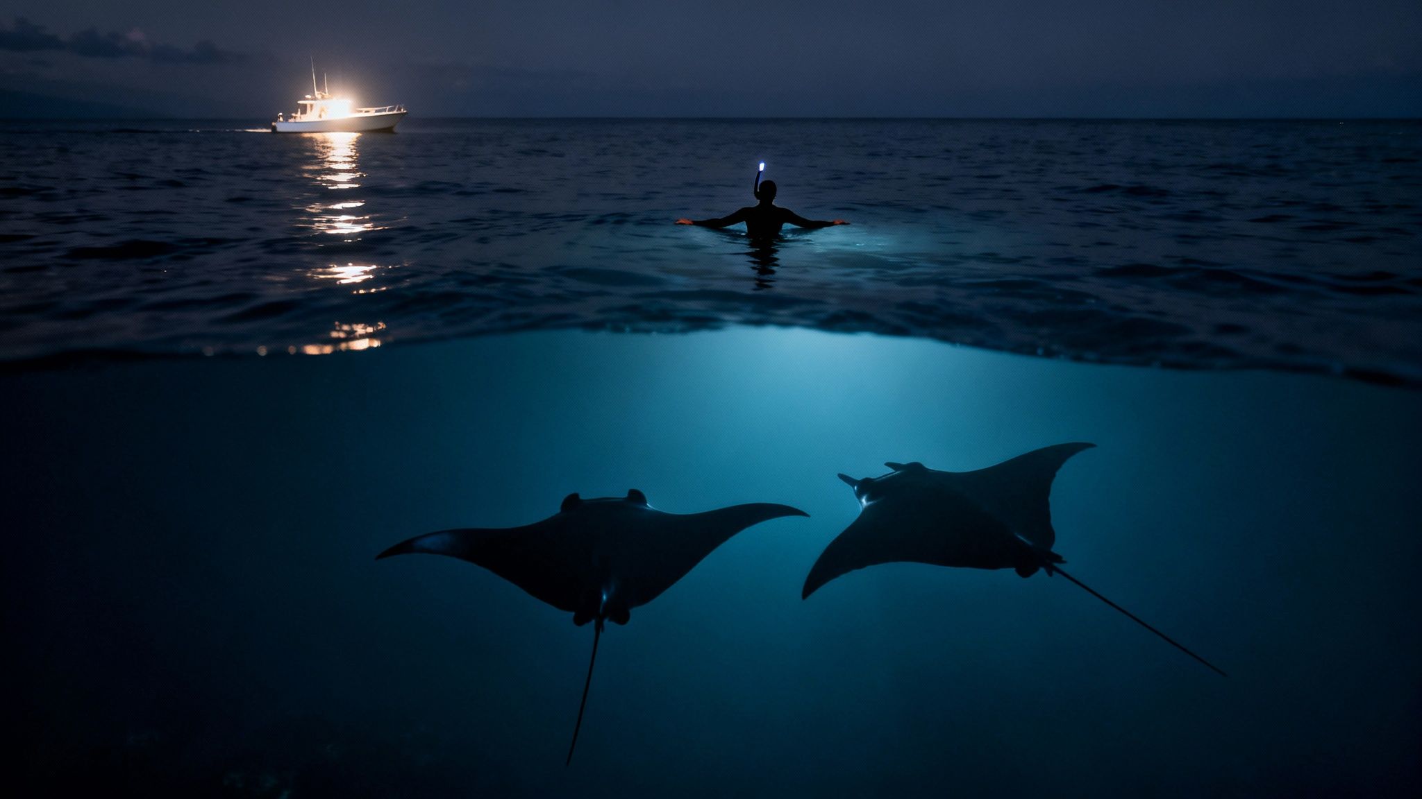 Night split shot showing a snorkeler, boat, and two majestic manta rays underwater.