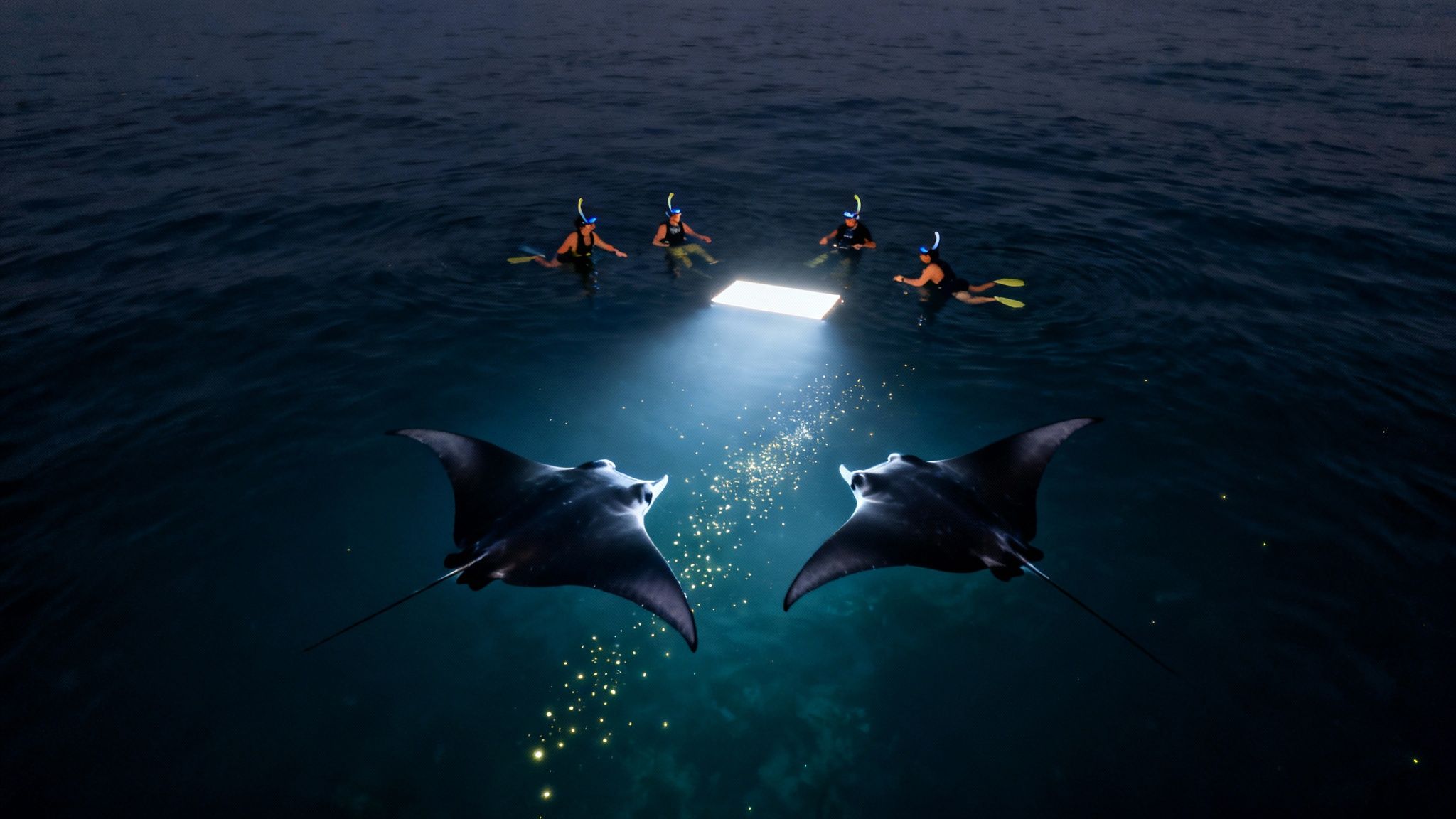 Four people night snorkeling with two large manta rays attracted by an underwater light.