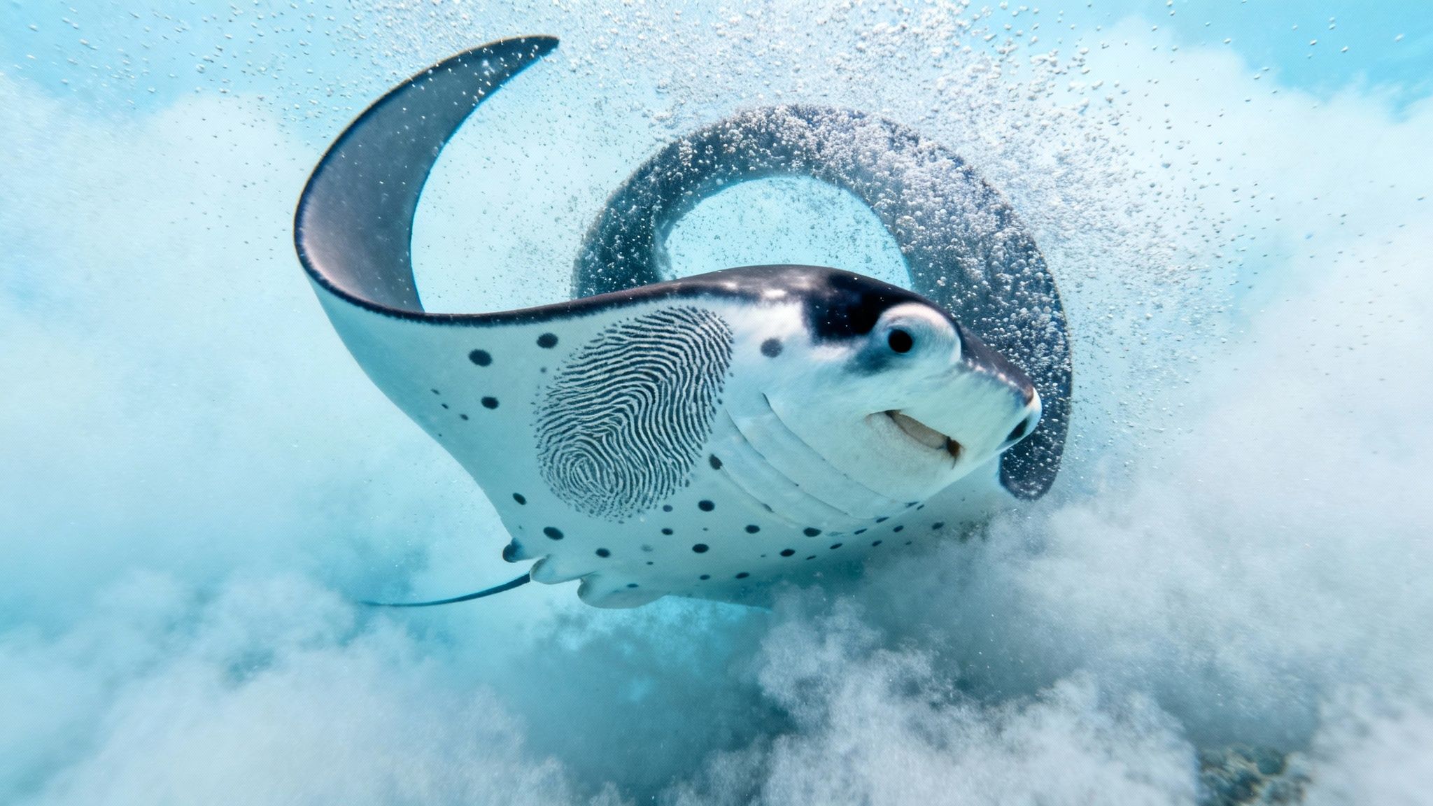 A close-up of a unique manta ray with a prominent fingerprint-like pattern underwater.