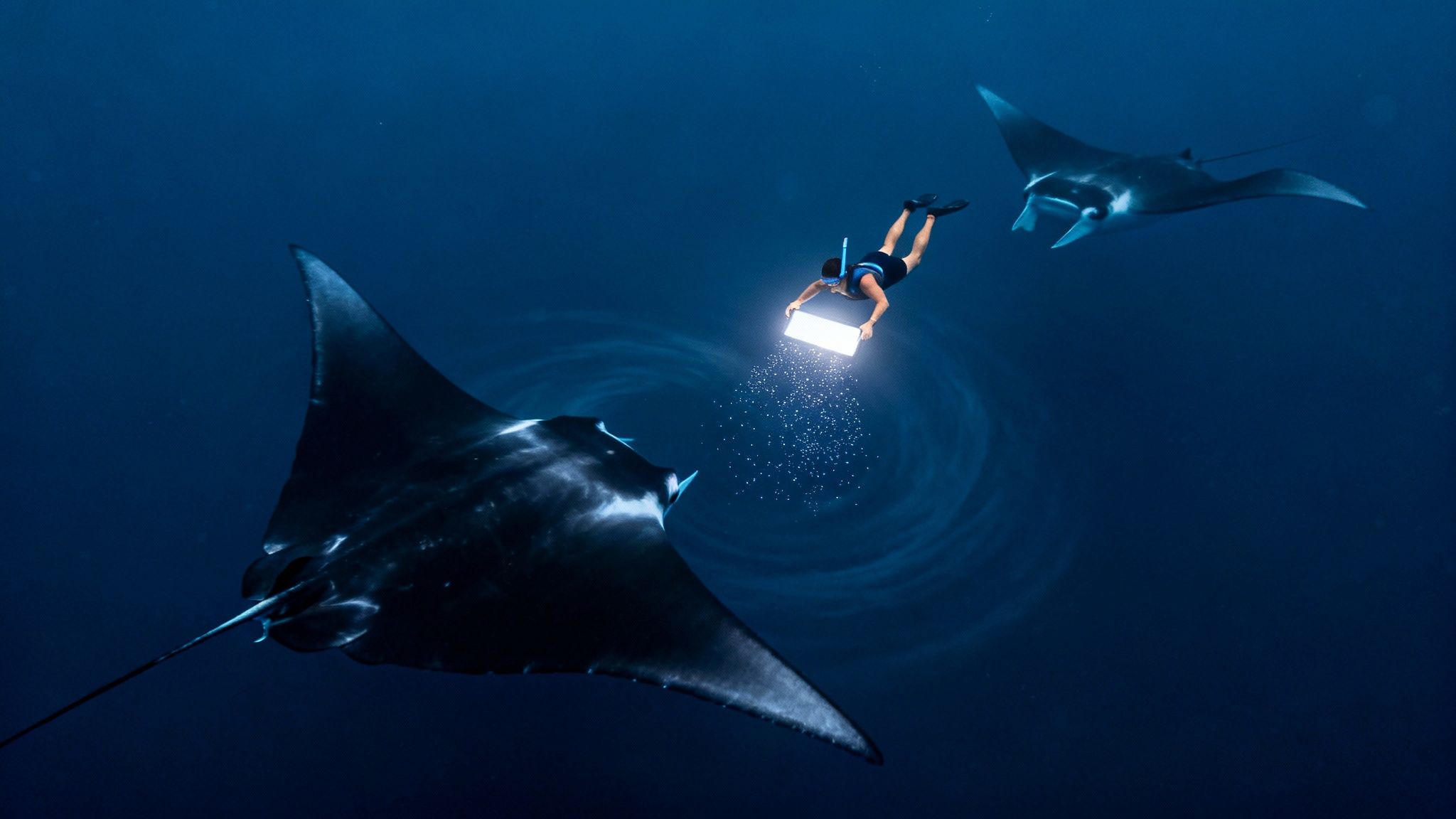 A snorkeler shines a light underwater, attracting two large manta rays in the deep blue ocean.