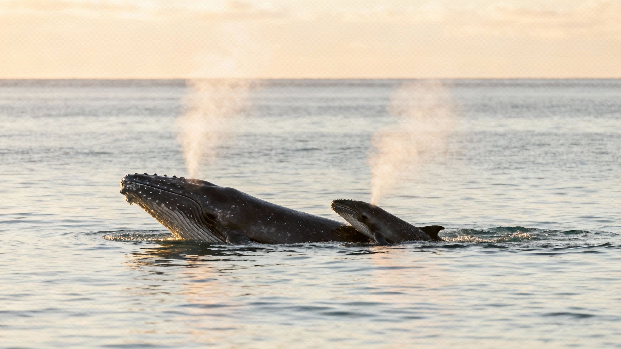 Two humpback whales surfacing together with blowholes spraying water mist in calm ocean