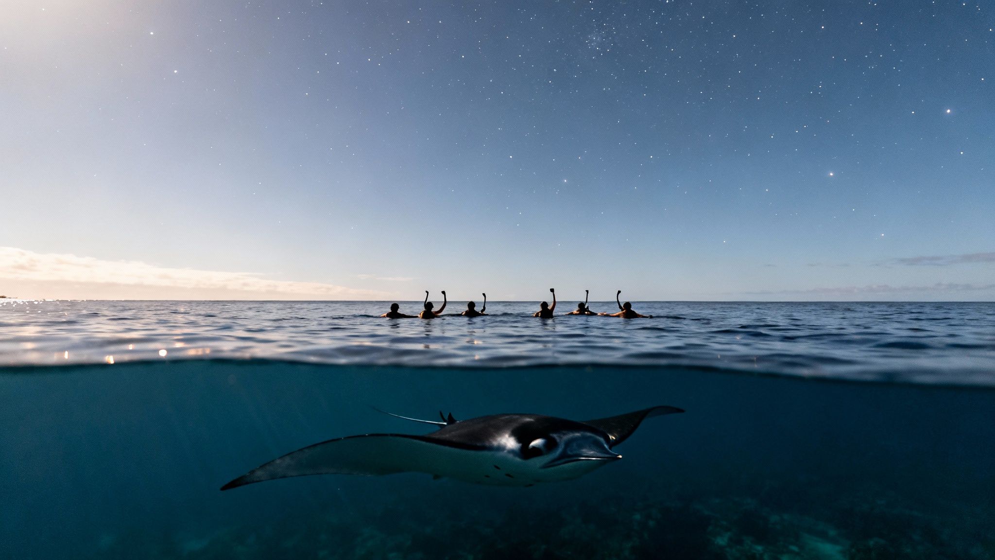 Split shot of snorkelers and a manta ray under a clear, starry night sky.