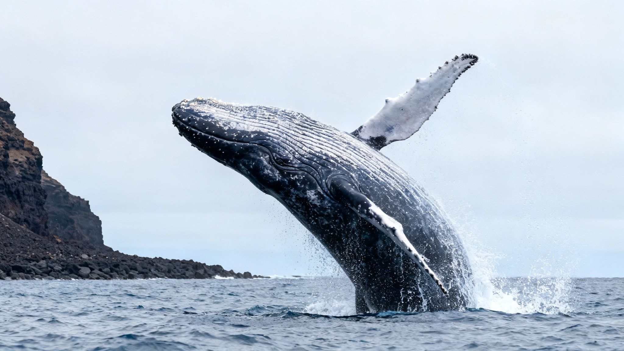 A majestic humpback whale breaches powerfully out of the ocean near a rocky island.