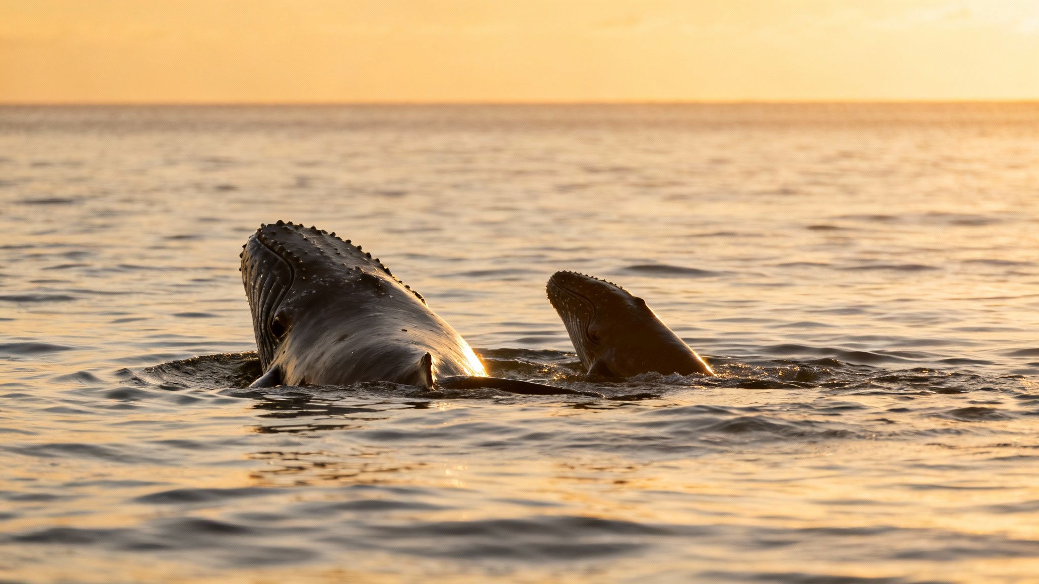 Two humpback whales, an adult and a calf, surfacing in golden ocean waters at sunset.