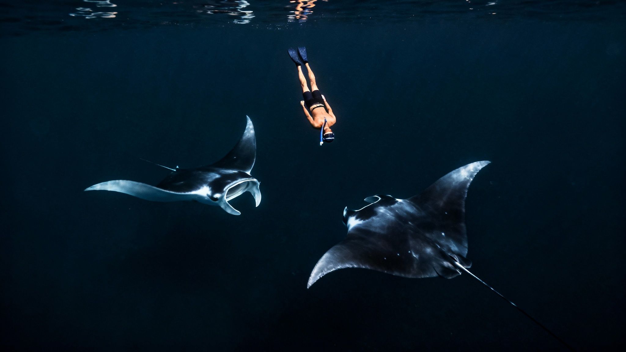 A person snorkeling underwater, looking down at two large manta rays swimming in dark blue ocean.